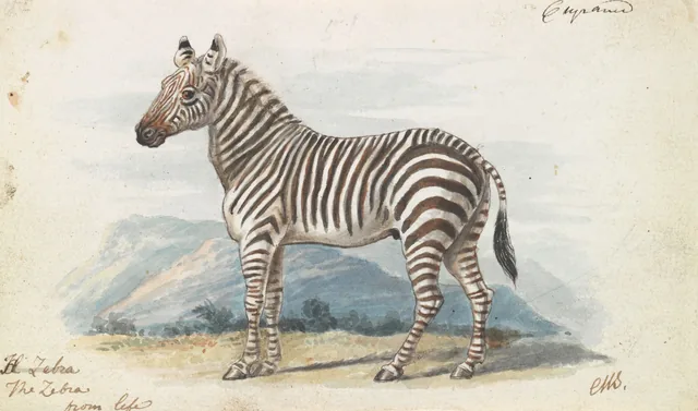 The Zebra