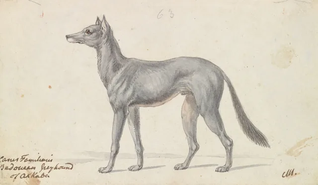 Bedouin Grayhound of Akkaba, Charles Hamilton Smith