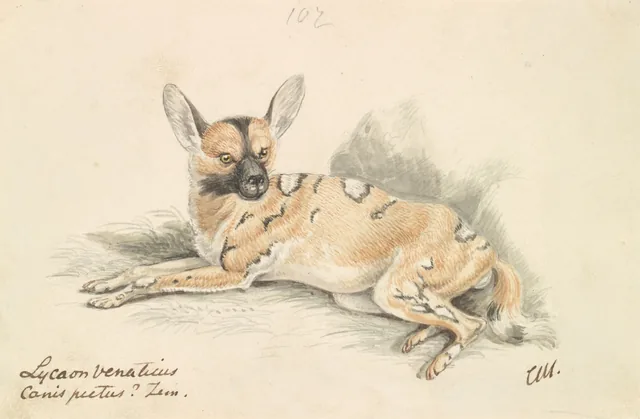 African Wild Dog, Charles Hamilton Smith