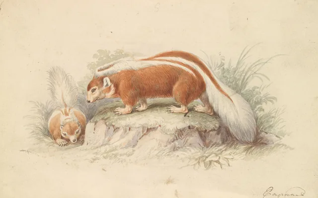 メフィティス・キレンシス（チリのスカンク）