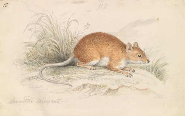 Rato-espinhoso-de-cauda-longa