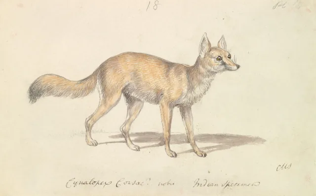 Corsac Dog-Fox, Charles Hamilton Smith