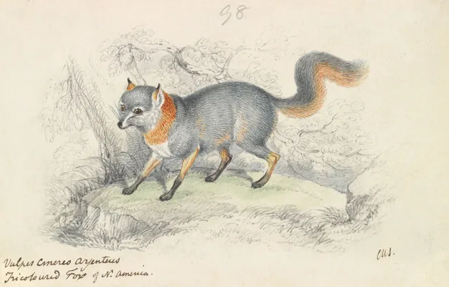 Gray Fox, Charles Hamilton Smith