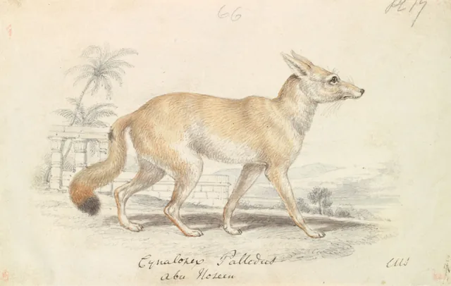 Pale Dog Fox, Charles Hamilton Smith