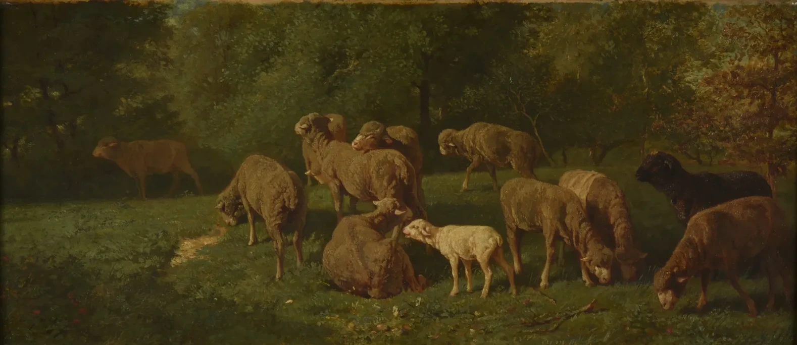 Sheep, Charles Jacque