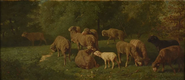 Sheep