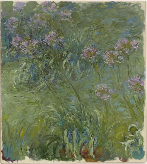 Agapanthus