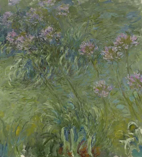 Agapanthus