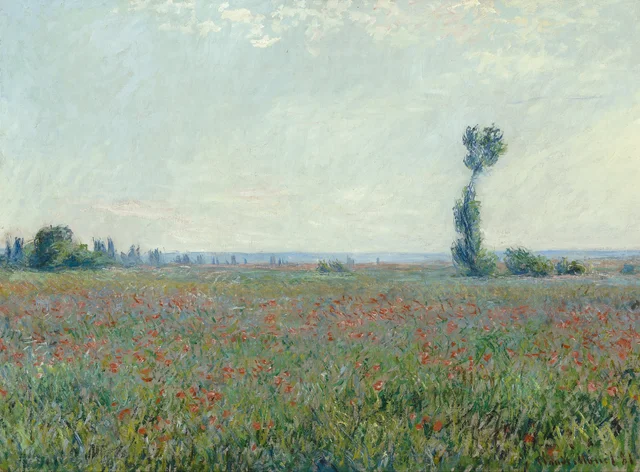 Campo de amapolas