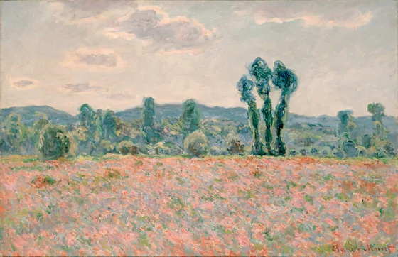 Champ de coquelicots