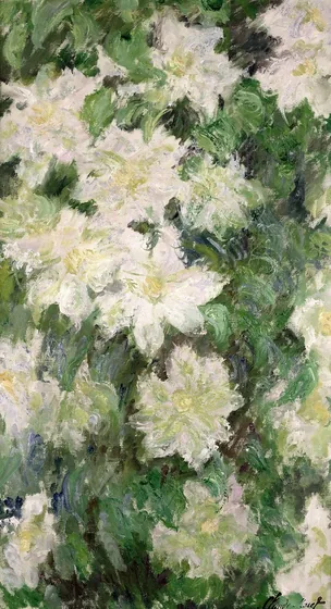 Clématites blanches