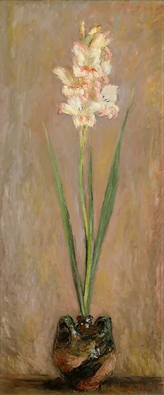 Gladiolus