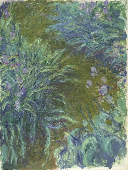 Iris