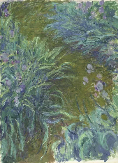 Iris