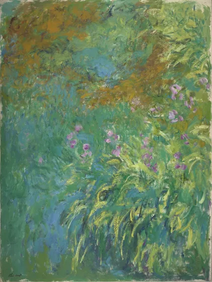 Iris