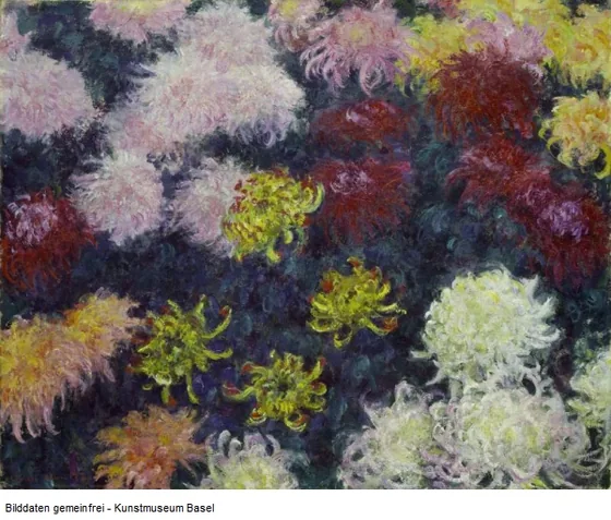 Massif de chrysanthèmes