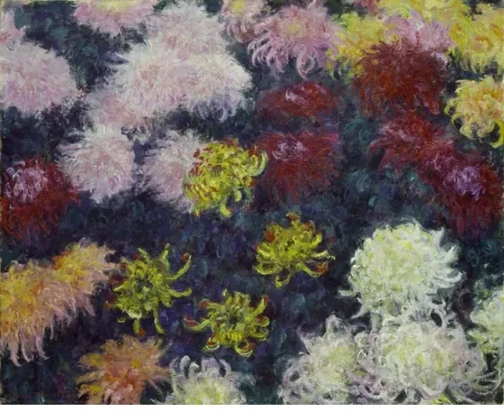 Massif de chrysanthèmes