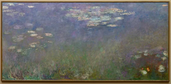 Nénuphars (Agapanthus)