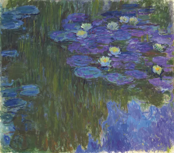 Nymphéas en fleur