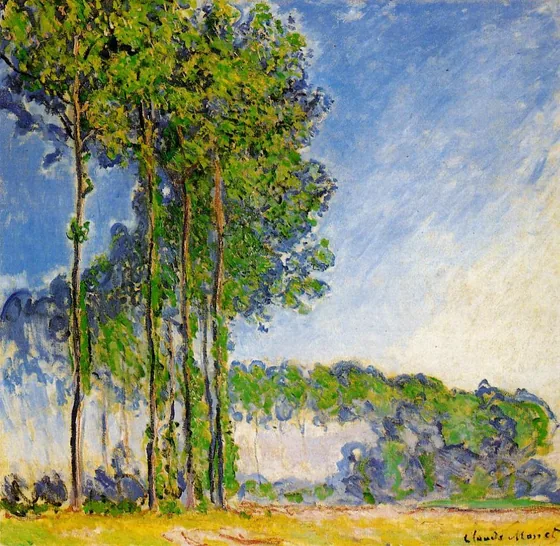 Peupliers, vus du marais