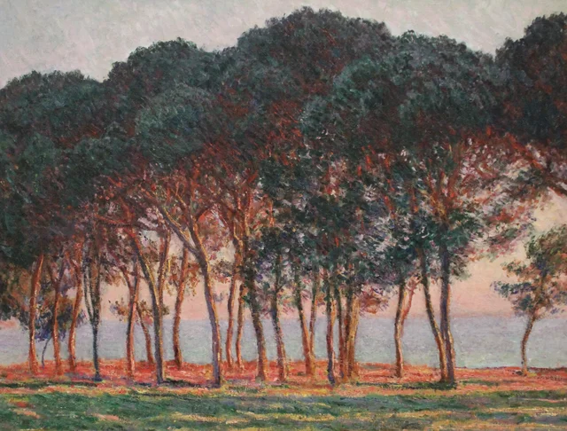 Bajo los pinos, atardecer