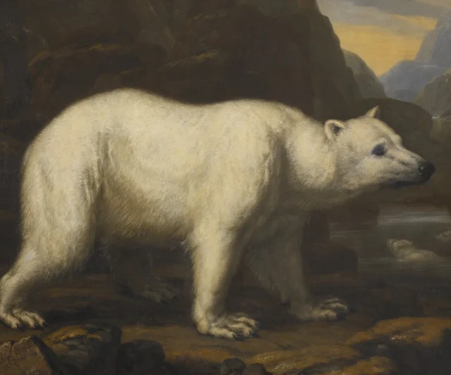 Urso-polar, David Klöcker Ehrenstrahl
