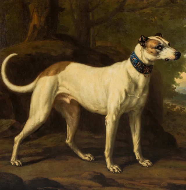 Turck, cão de Carlos XI, David Klöcker Ehrenstrahl