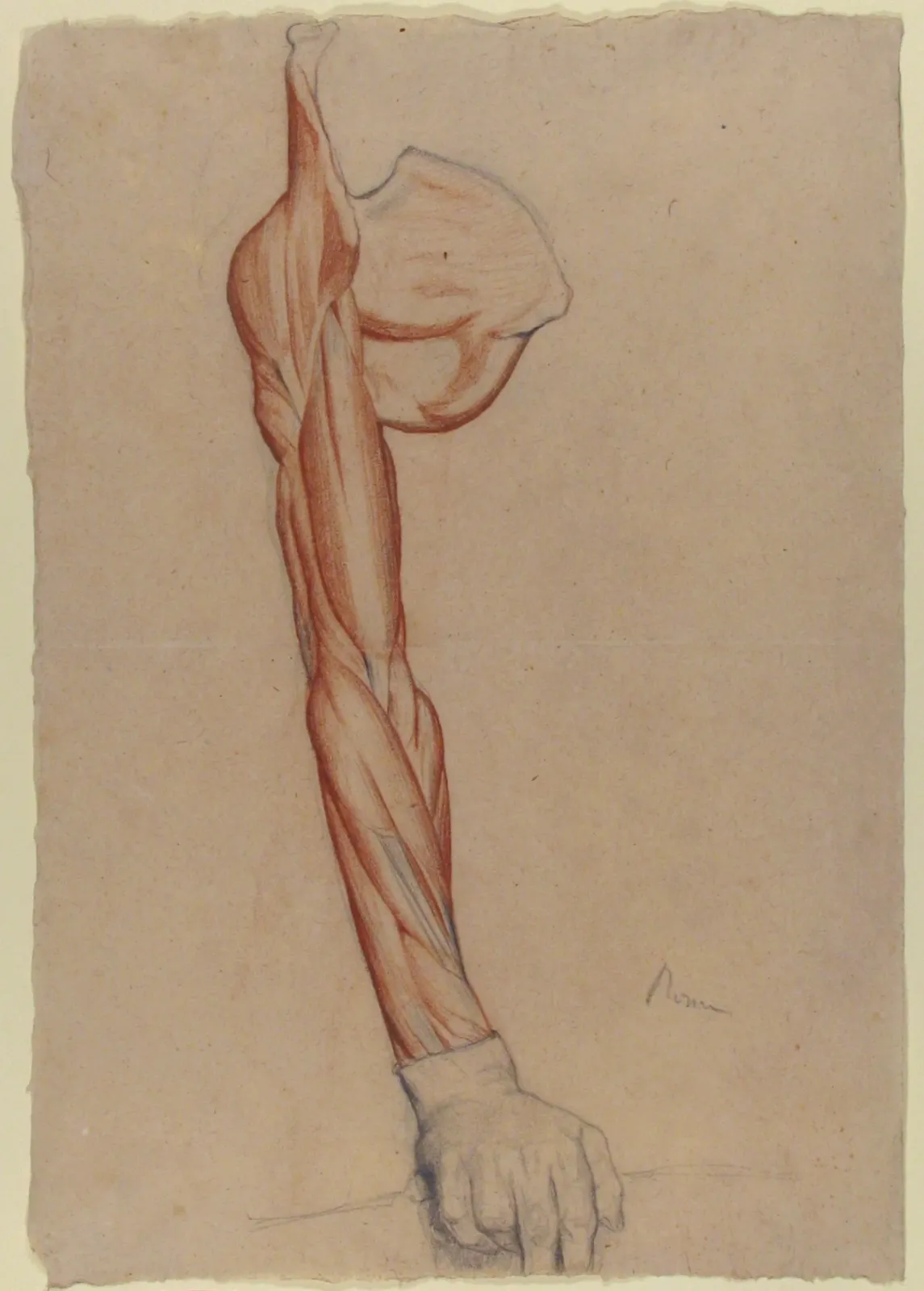 Ecorché: Right Arm and Shoulder Blade with Right Hand Intact, Edgar Degas