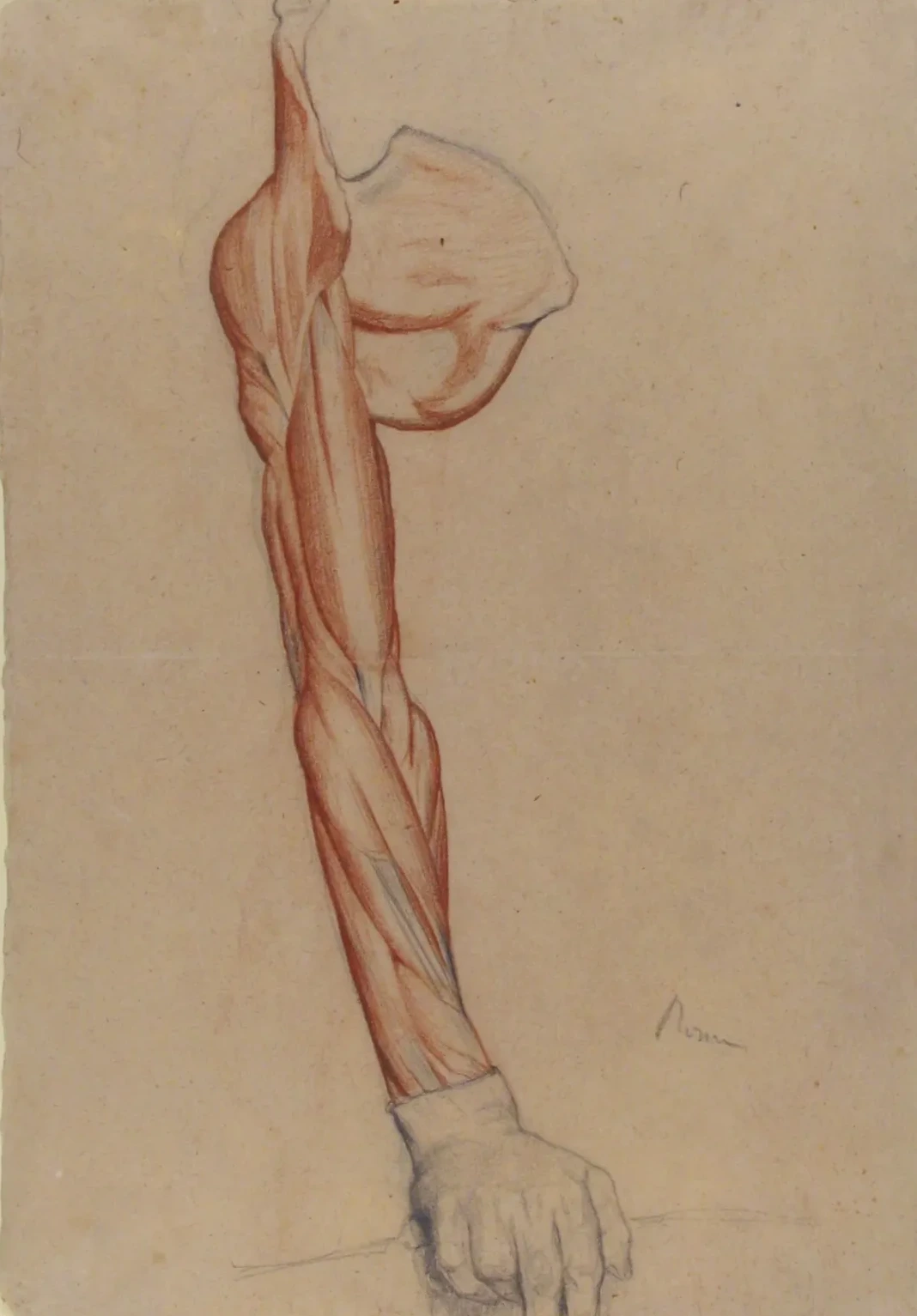 Ecorché: Right Arm and Shoulder Blade with Right Hand Intact, Edgar Degas