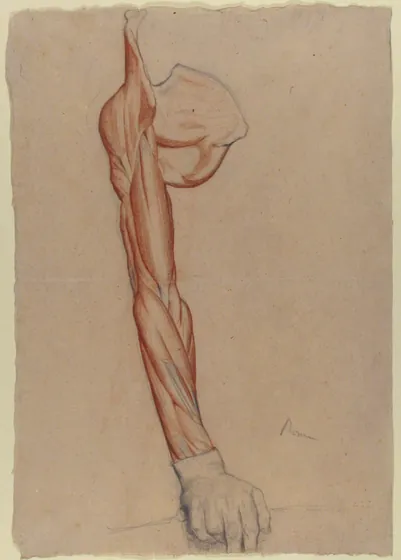 Ecorché: Right Arm and Shoulder Blade with Right Hand Intact