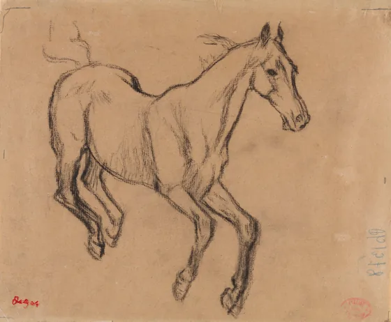 Horse Gallopping