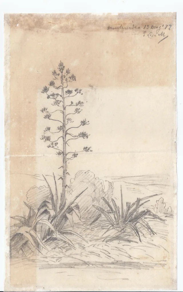 Vegetação em flor, Edoardo De Martino
