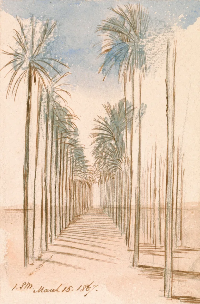 Alameda de árvores