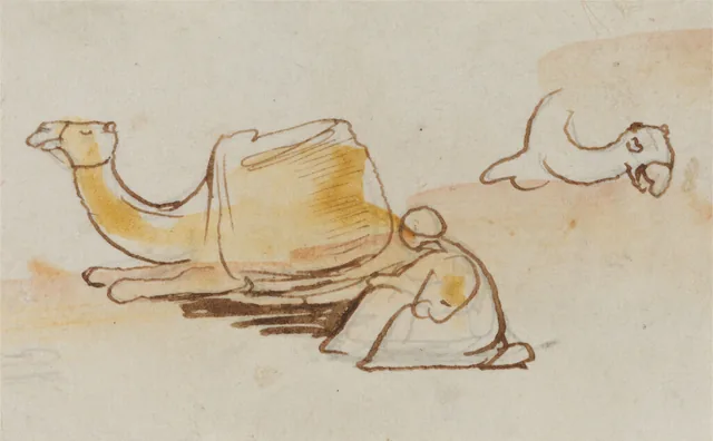 Camel studies, Edward Lear