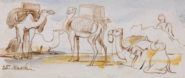Camelos