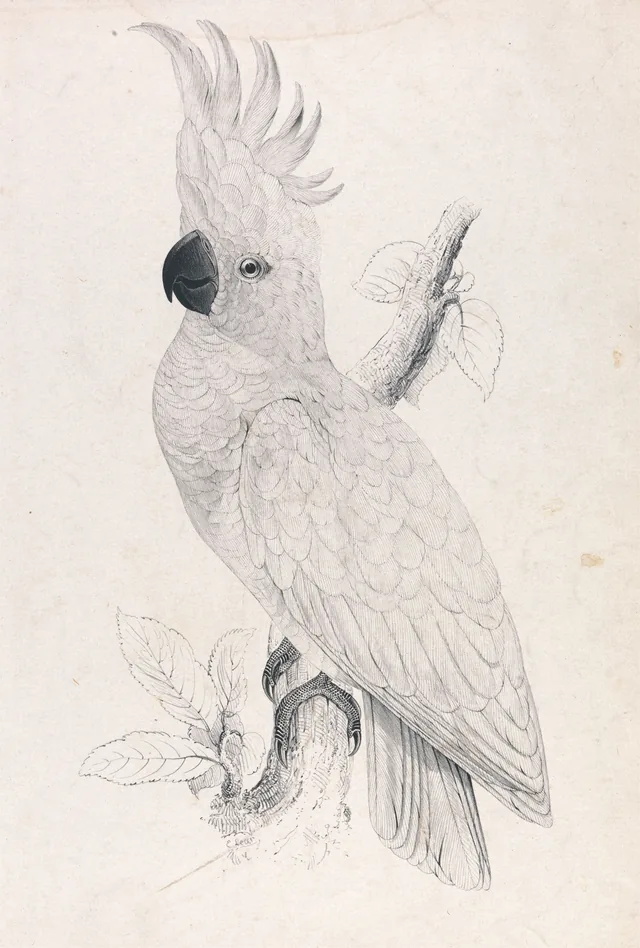 Cacatua-de-crista-amarela-pequena (prancha 4)
