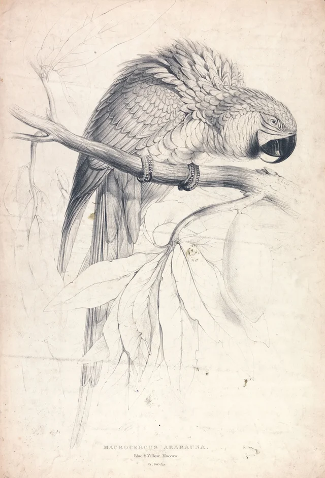 Macrocercus ararauna / Arara-canindé, 2/3 do tamanho natural (prancha 8)