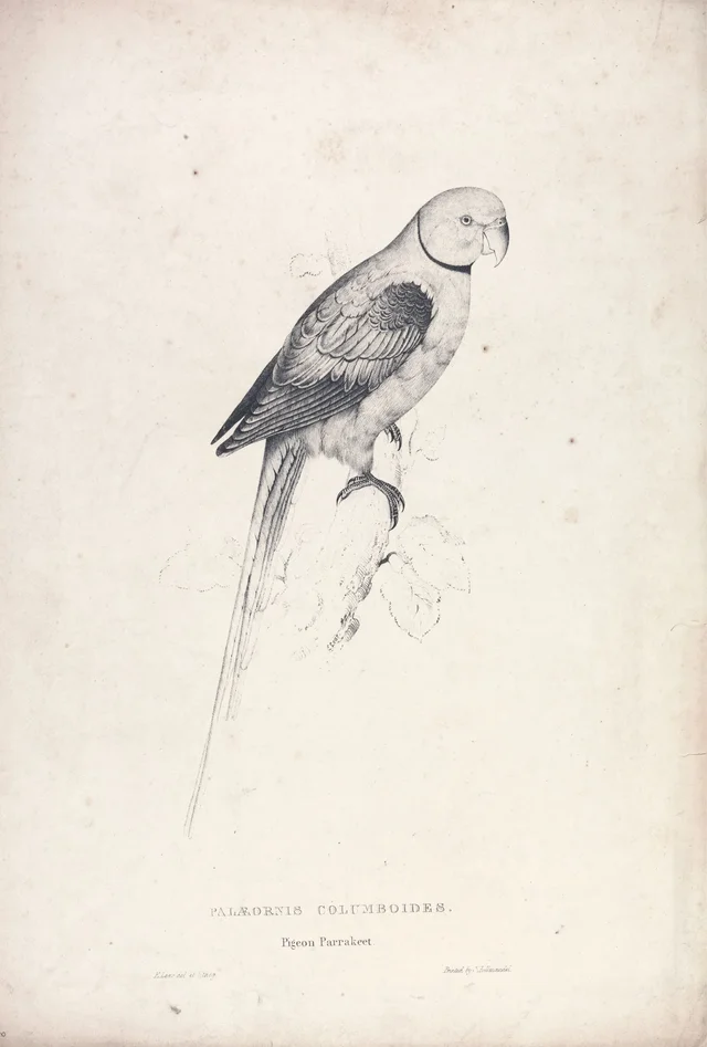 Palaeornis columboides / Periquito-pombo (prancha 31)
