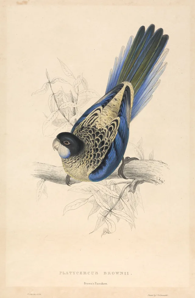 Platycercus brownii / Periquito de Brown