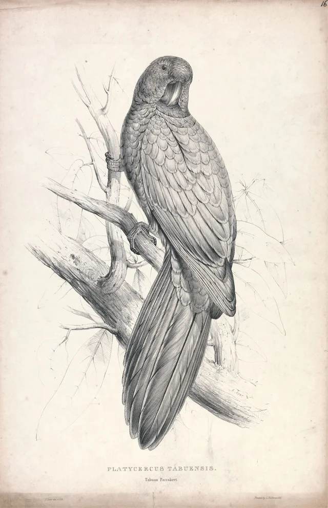 Platycercus tabuensis / Periquito de Tabuan (prancha 16)