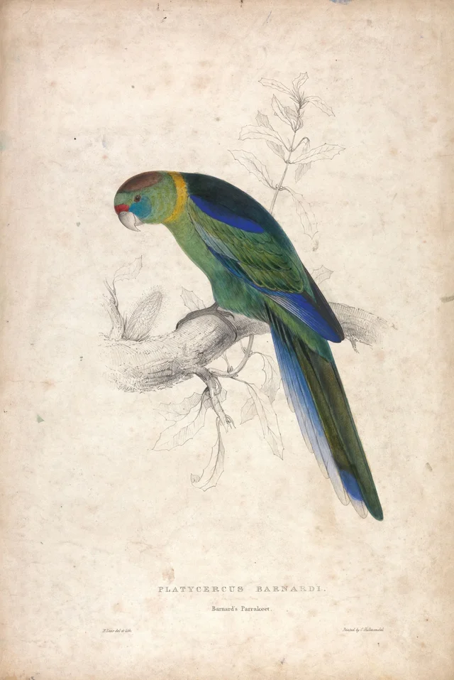 Platycercus barnardi / Periquito de Barnard (prancha 18)