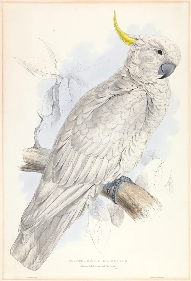 Plyctolophus galeritus / Cacatua-de-crista-amarela