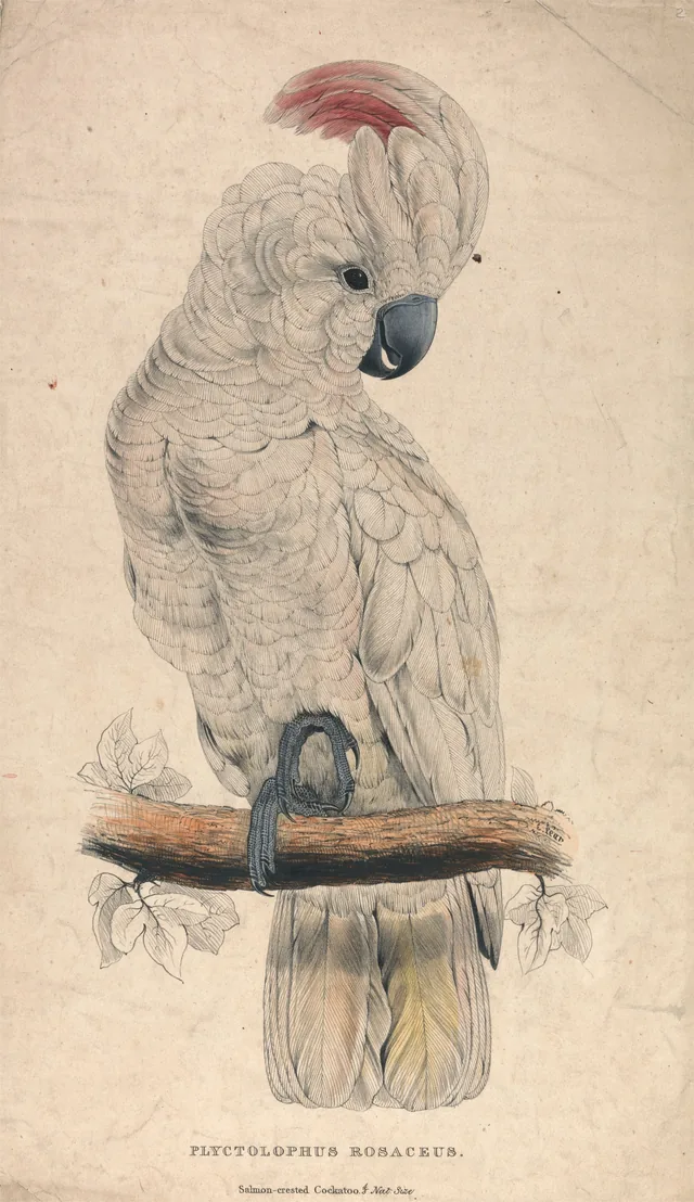 Plyctolophus rosaceus / Cacatua-galah, 4/5 do tamanho natural (prancha 2)