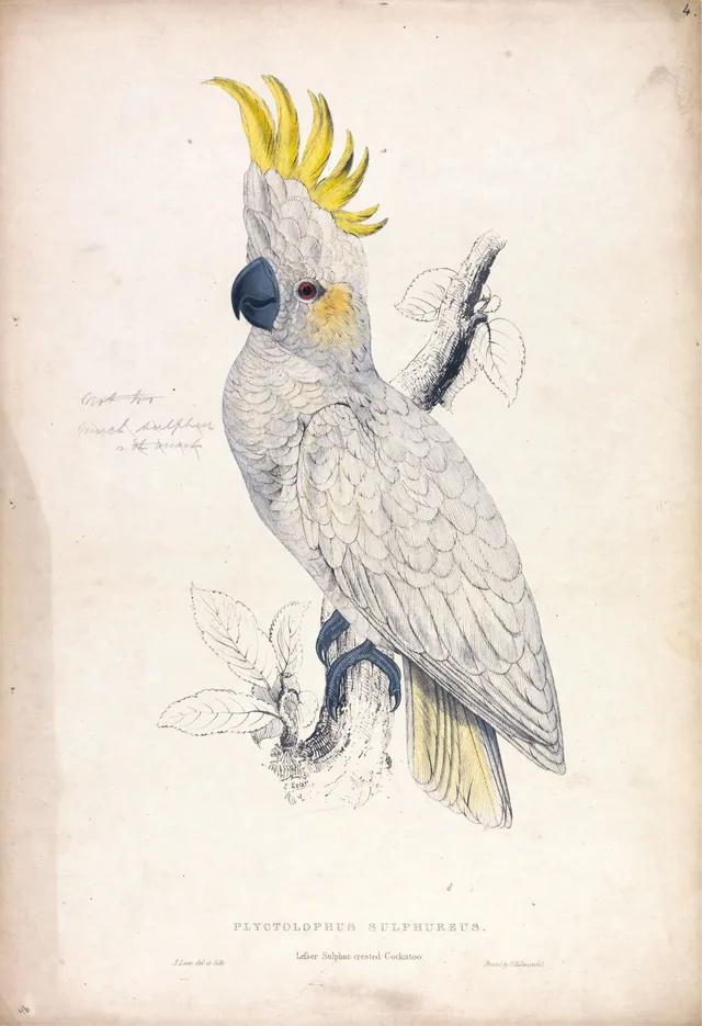 Plyctolophus sulphureus / Cacatua-de-crista-amarela-pequena (prancha 4)