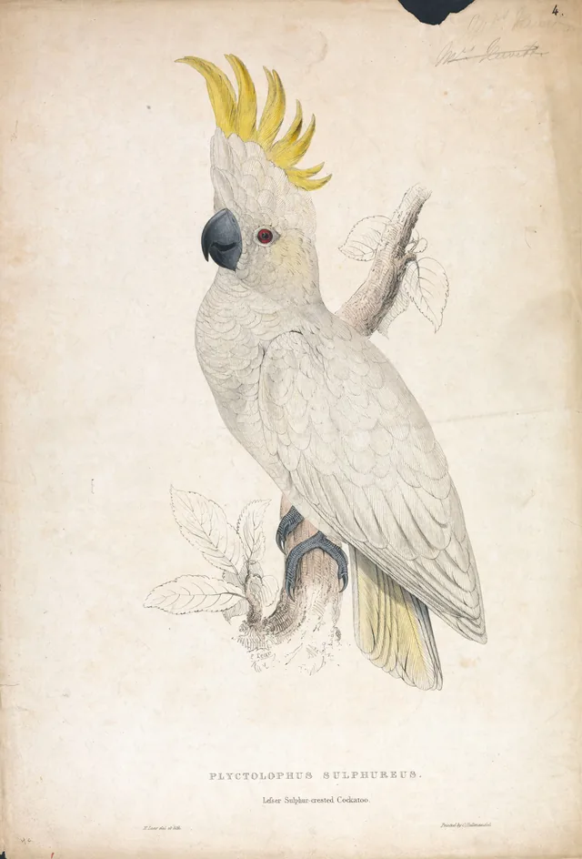 Plyctophus sulphureus / Cacatua-de-crista-amarela-pequena (prancha 4)