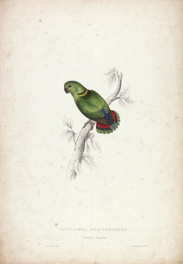 Psittacula swinderniana / Periquito de Swindern