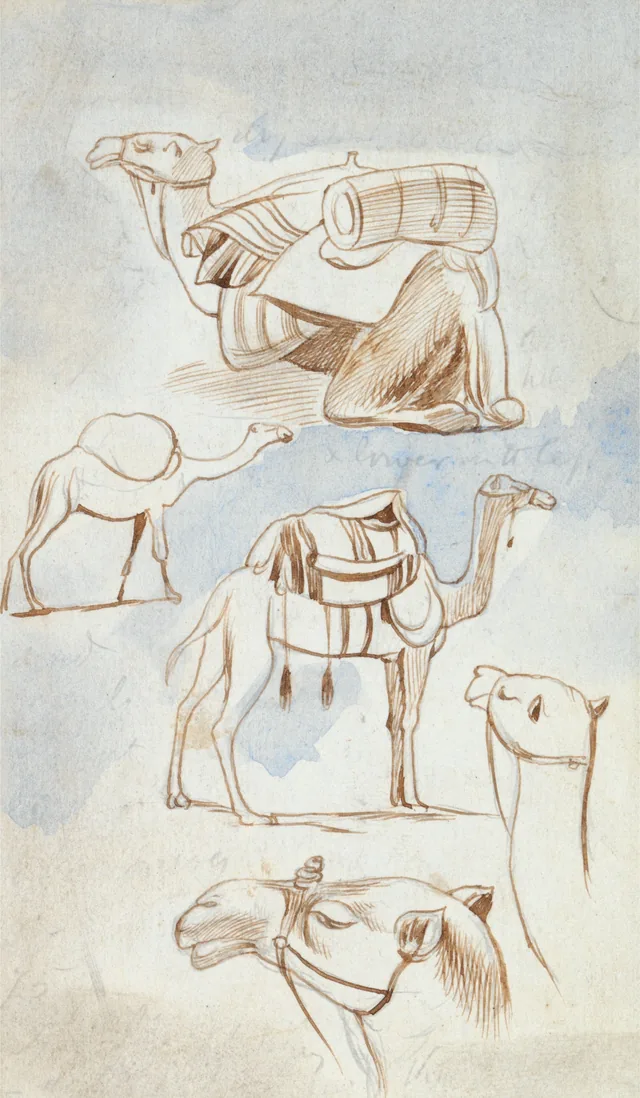 Sketch studies of camels, Edward Lear