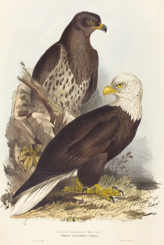 Águia-de-cabeça-branca (Haliaeetus leucocephalus)