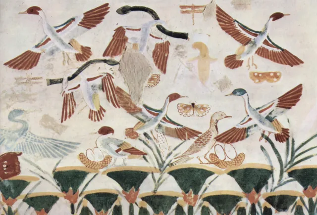 Oiseaux du marais et leurs nids