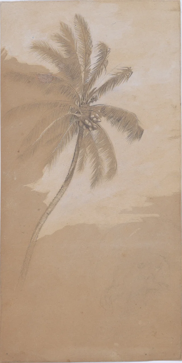 Palmeira